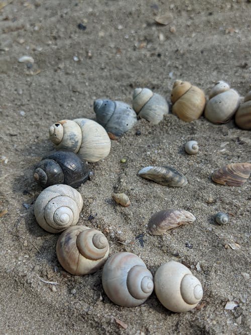 Free stock photo of песок, Полумесяц, ракушки