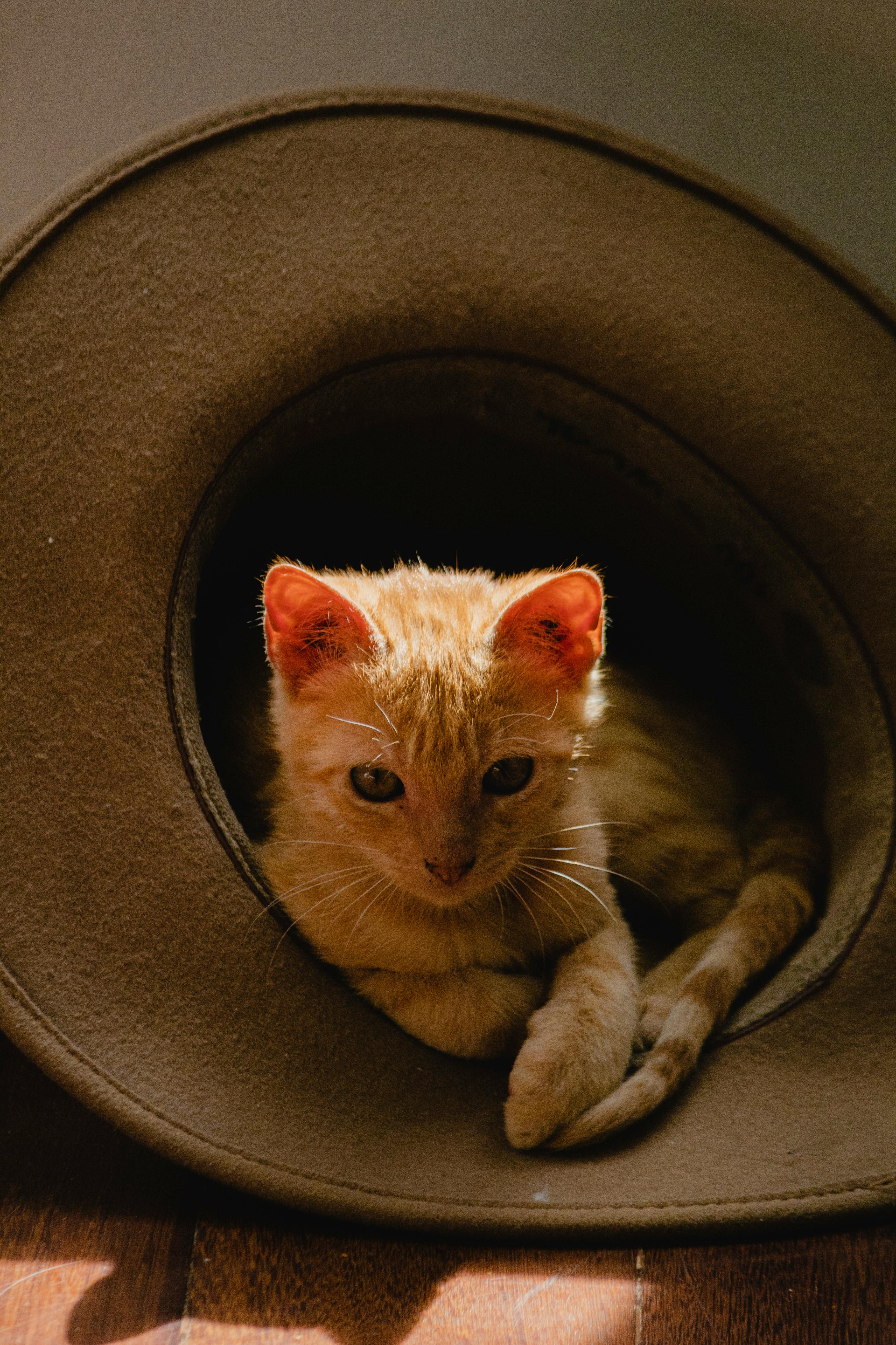 Kitten in a Hat · Free Stock Photo