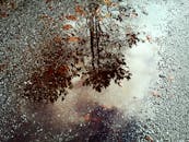 雨后，潮湿的沥青表面映出树木的倒影，捕捉了大自然的本质