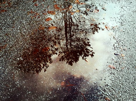 雨后，潮湿的沥青表面映出树木的倒影，捕捉了大自然的本质