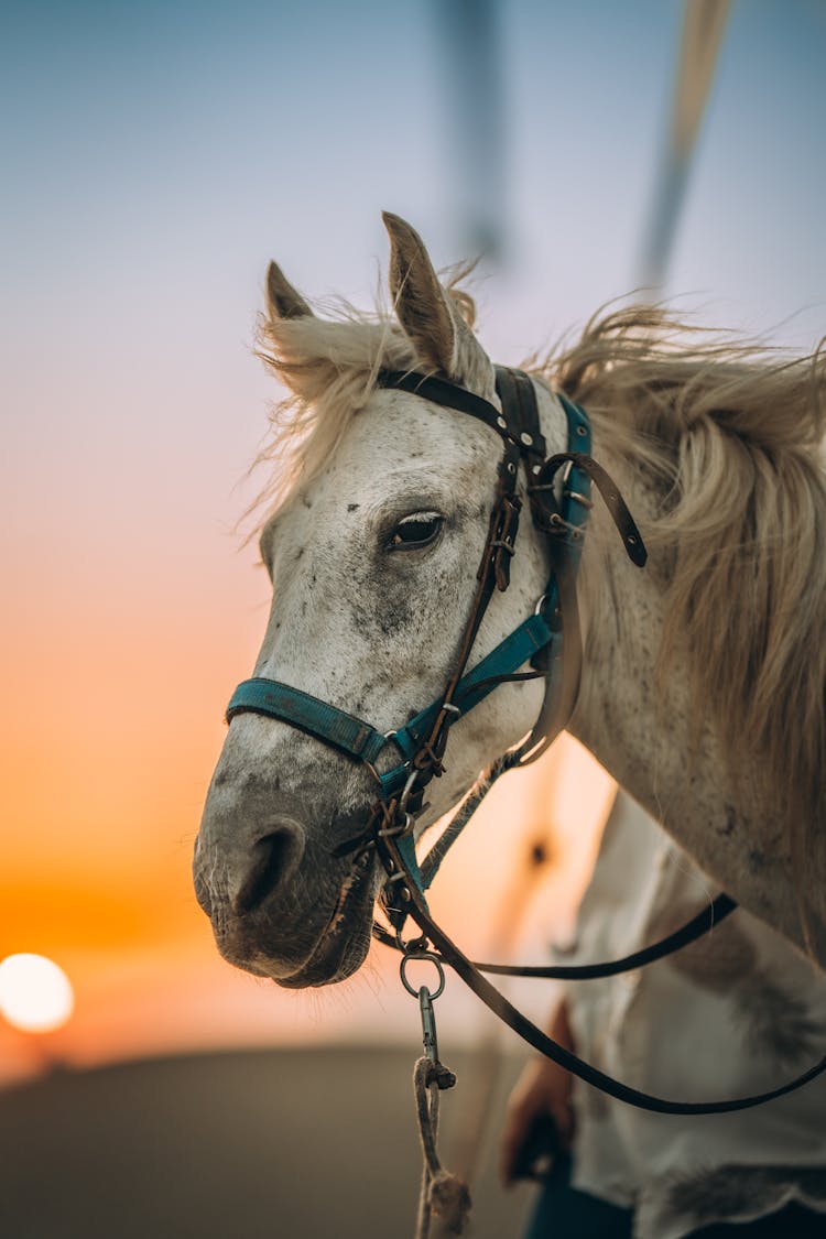 White Horse With Harness