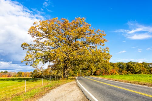 Kostnadsfri bild av asfaltväg, blå himmel, gröna träd