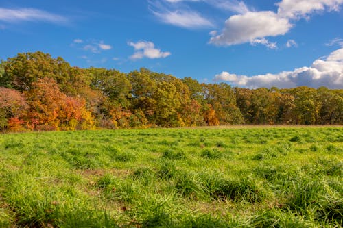 Green Grass Field Near Autumn Trees Under Blue Sky and White Clouds