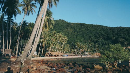 Free stock photo of beach, coconut, coconut trees