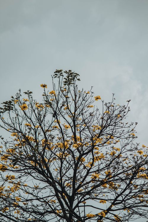 Free Leafless tree with yellow flowers under a gray sky, creating a calm and natural scene. Stock Photo