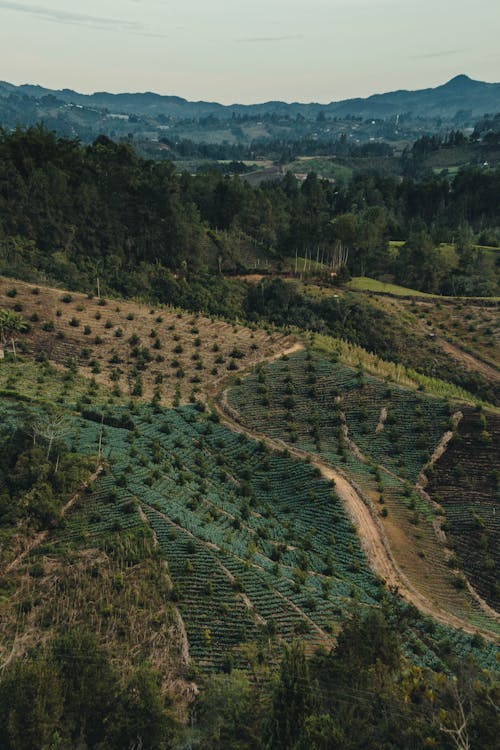 Imagine de stoc gratuită din câmp, fotografie aeriană, fotografie cu drona