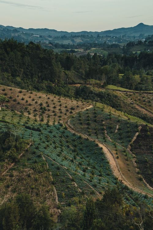 Free Bird's eye view of lush agricultural fields and forested hills in a serene countryside setting. Stock Photo