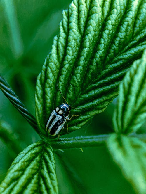 Foto stok gratis alam, beetle, Daun-daun