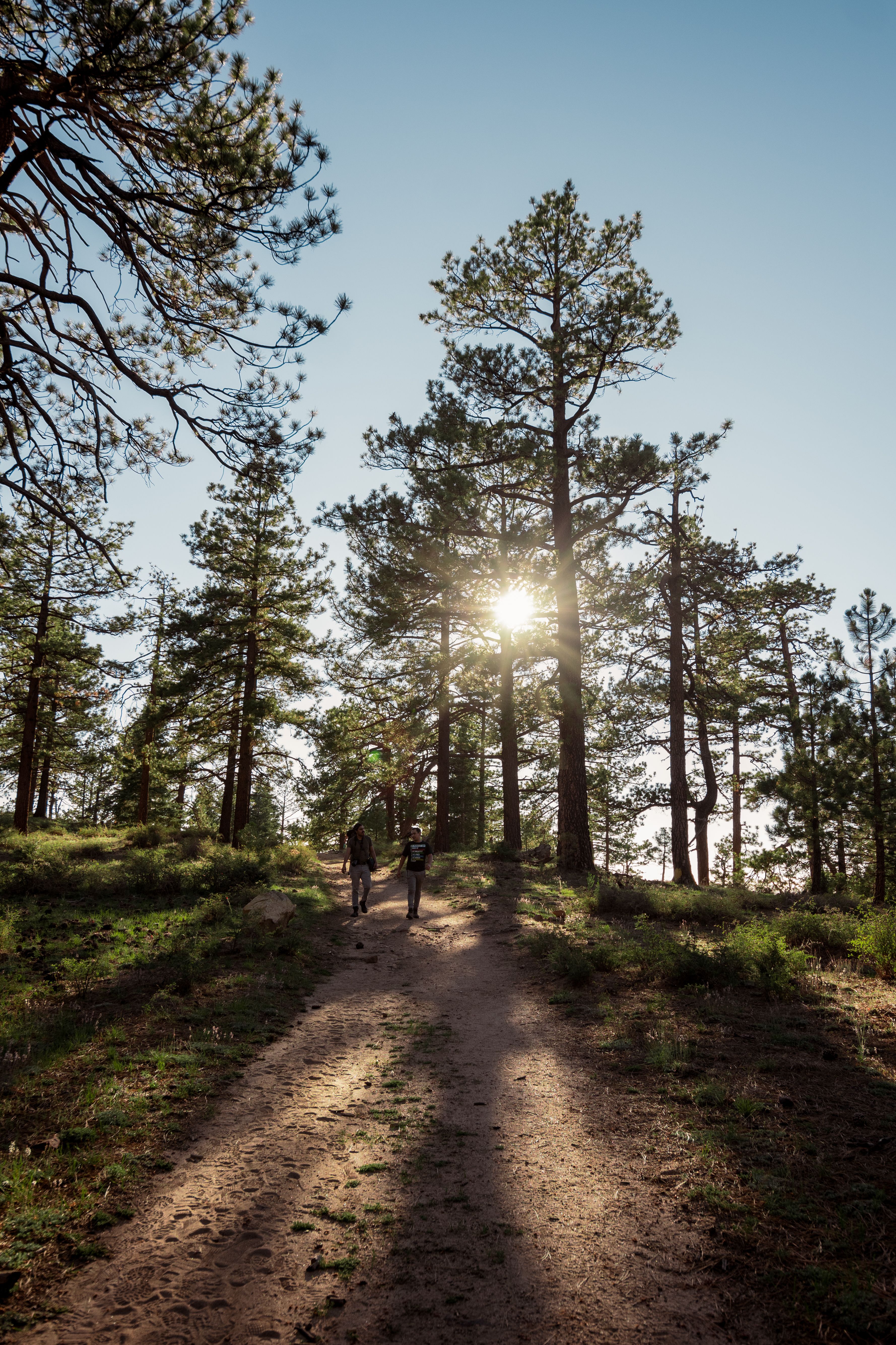Two people walking on a forest trail in San Pedro Mártir, Mexico at sunrise.