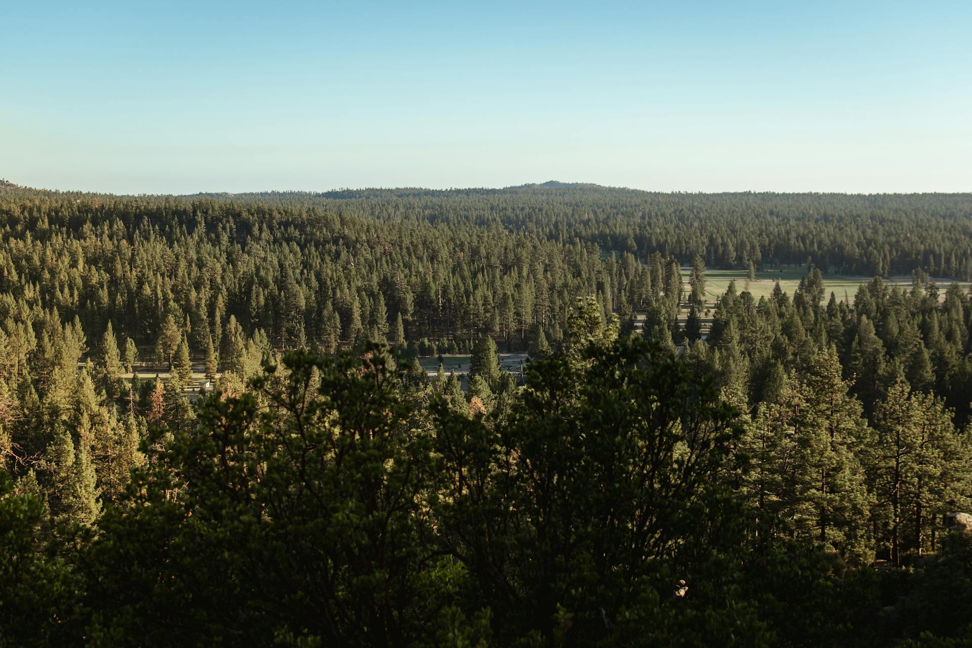 Aerial view of lush pine forest in San Pedro Mártir, showcasing nature's expanse.