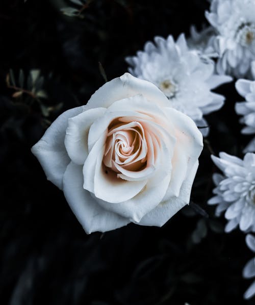 White Rose in a Garden