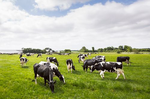 Free A serene image of cows grazing peacefully in a lush green pasture on a sunny day. Stock Photo