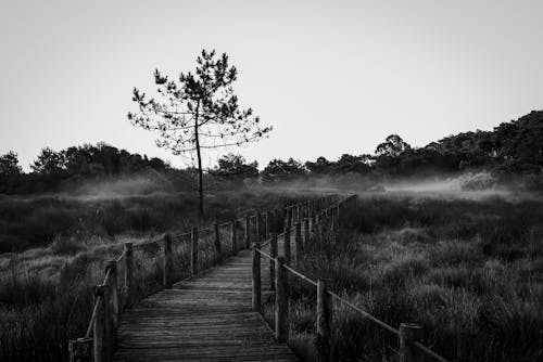 Empty Boardwalk With Fog in the Background