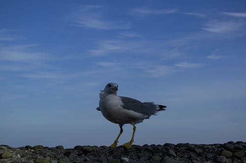 Gratis lagerfoto af fugl, himmel, lille fugl