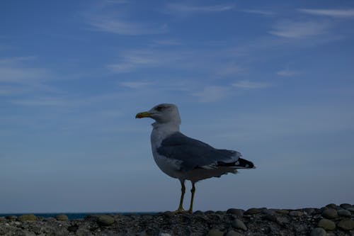 Gratis lagerfoto af fugl, himmel, lille fugl