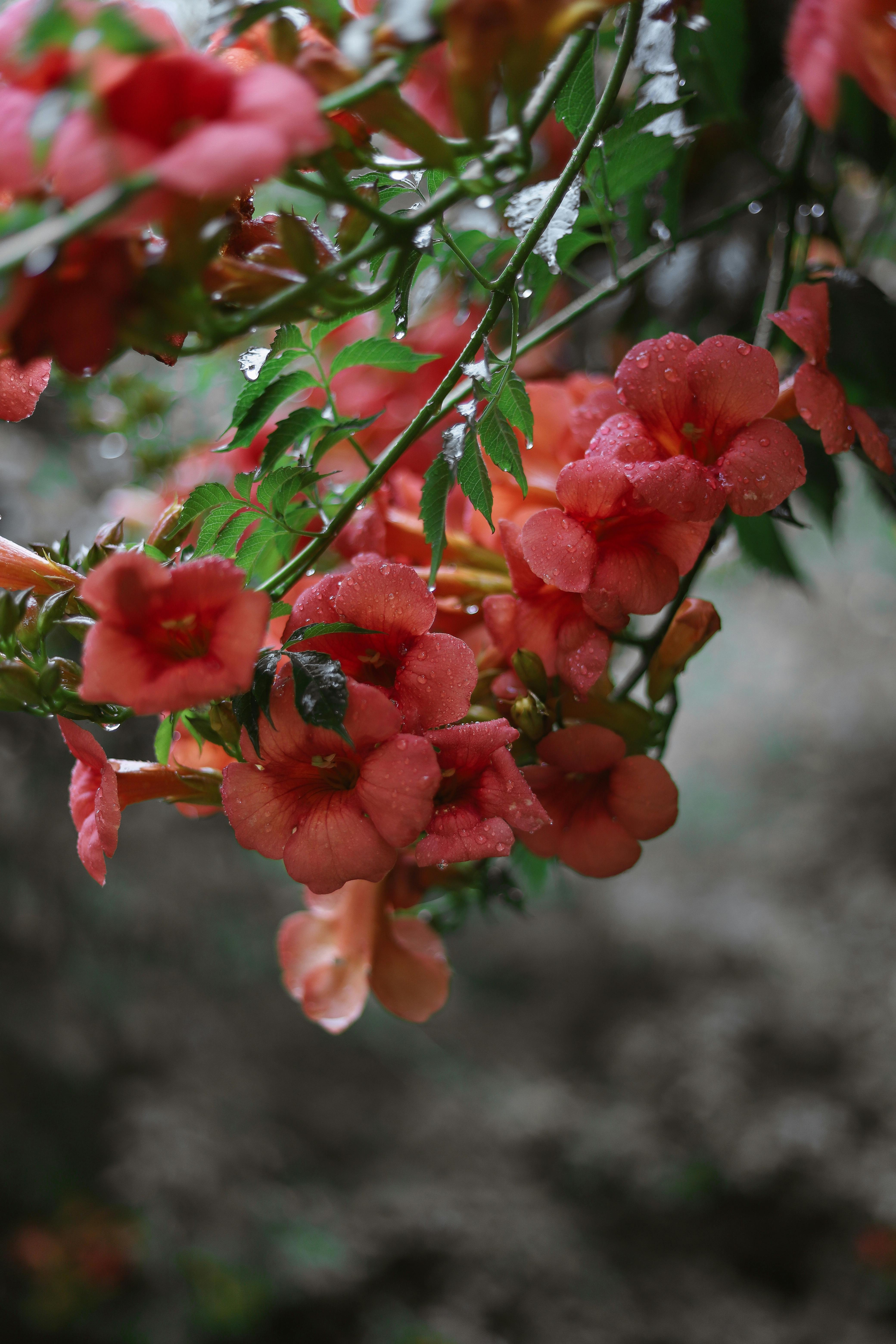 Close-up of red flowers with rain droplets, showcasing fresh growth and vibrant colors.
