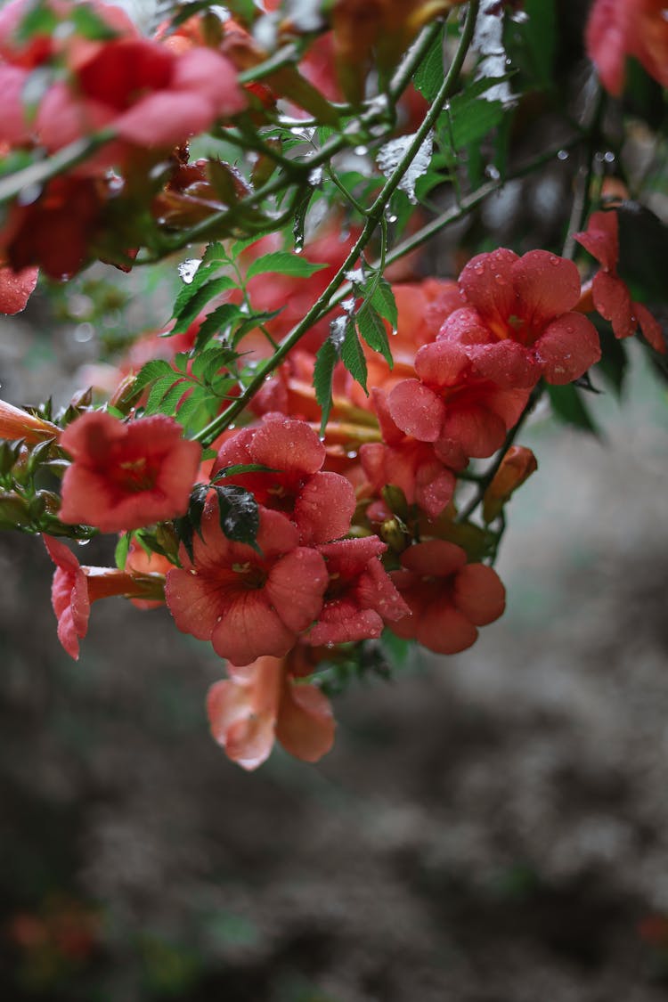 Branches With Flowers In Rain Droplets