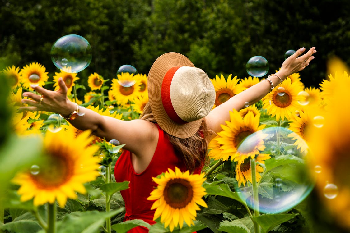 Free Woman Wearing Straw Hat Standing in Bed of Sunflowers Stock Photo