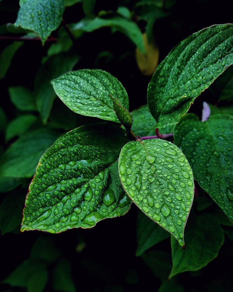 Selective-focus Photography Of Leaves With Water Due