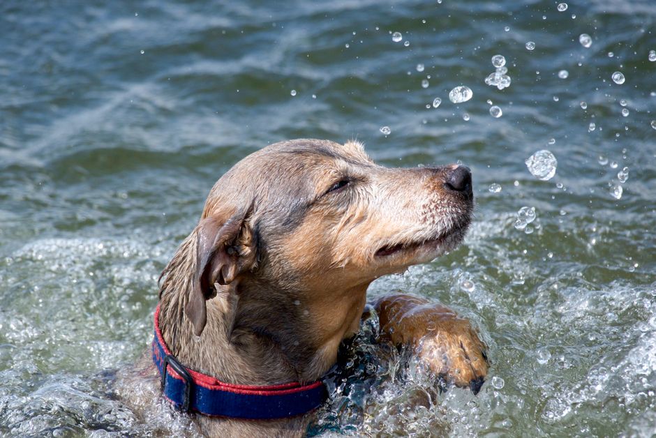 Dog enjoying a splash in the water on a sunny day, capturing the essence of summer fun.