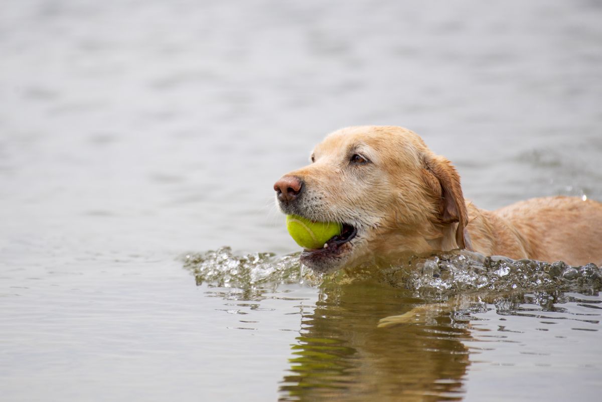 Dog swimming and retrieving ball in water