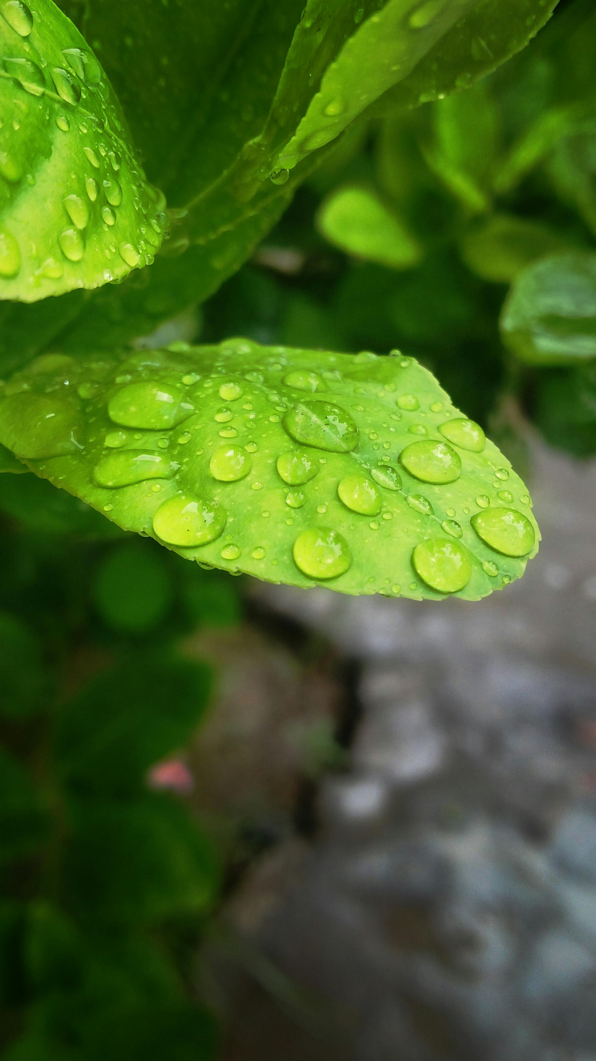 Free stock photo of rain drops, water droplet, water drops