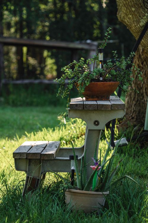 Free A rustic wooden bench adorned with potted plants amidst lush greenery under a tree. Stock Photo