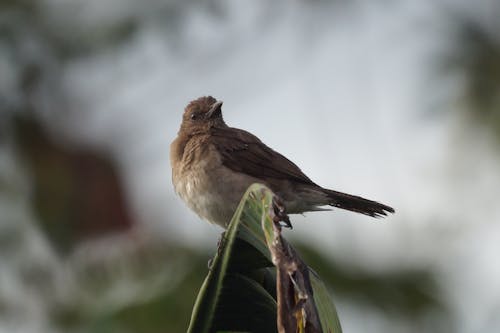 Foto profissional grátis de animal, ave, empoleirar