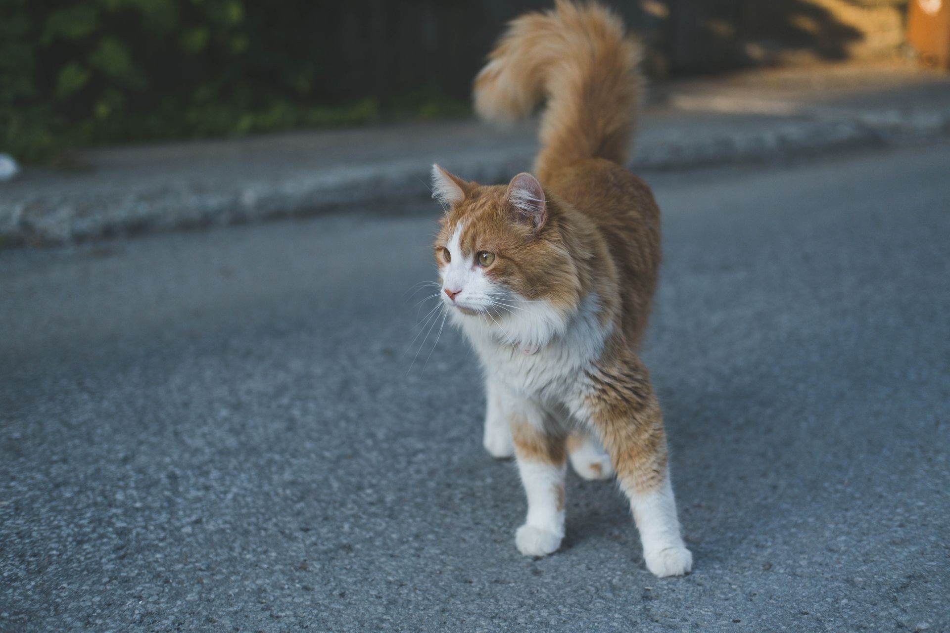 Norwegian Forest Cat Standing on an Asphalt Road