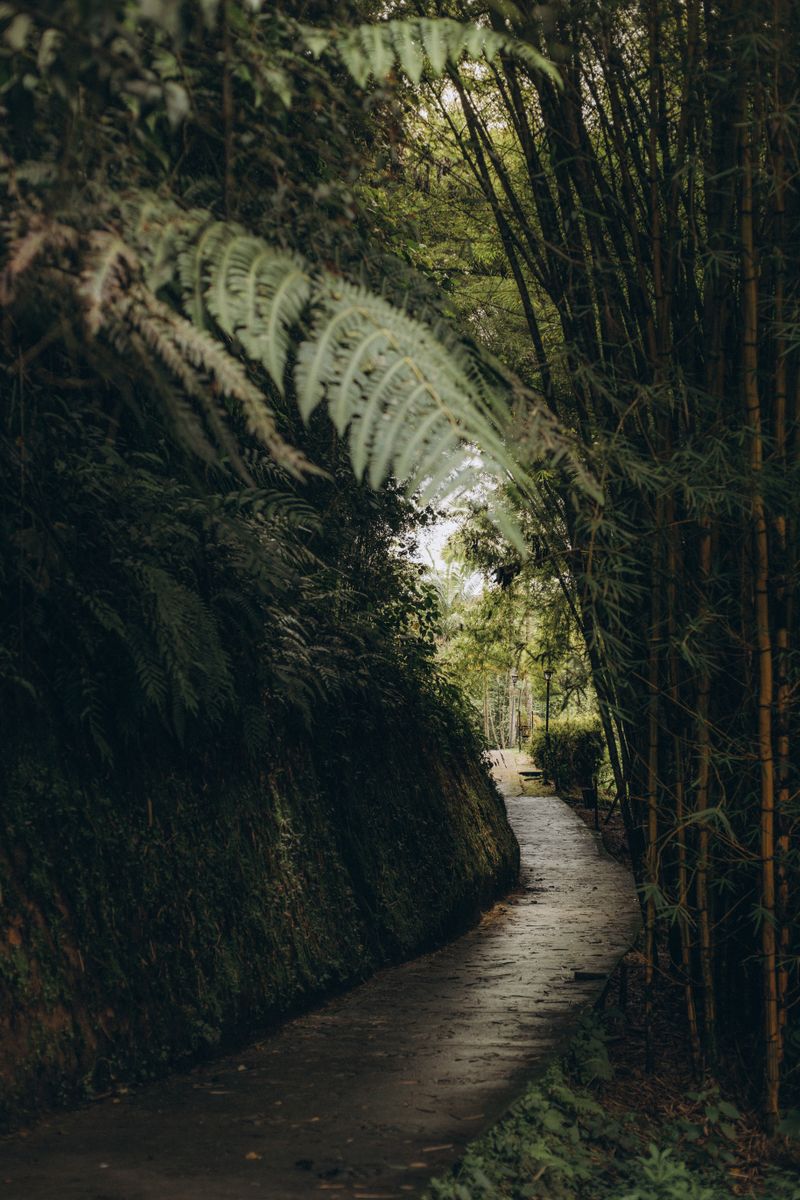 Narrow stone pathway through a bamboo grove