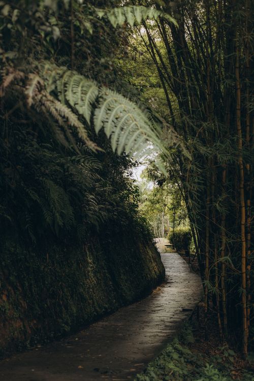 Free Narrow stone pathway winding through a lush and tranquil bamboo forest, ideal for nature enthusiasts. Stock Photo