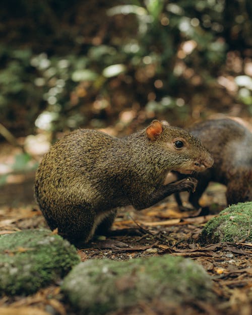 Kostenloses Stock Foto zu nagetiere, nahansicht, ratten