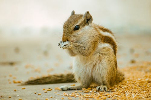 Free Brown and White Squirrel on Brown Wooden Surface Stock Photo