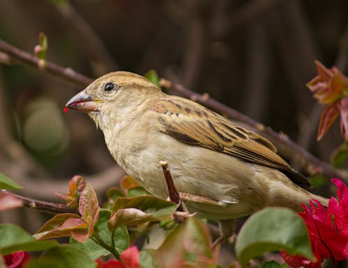 Free Brown Bird Perched on Brown Plant Stock Photo