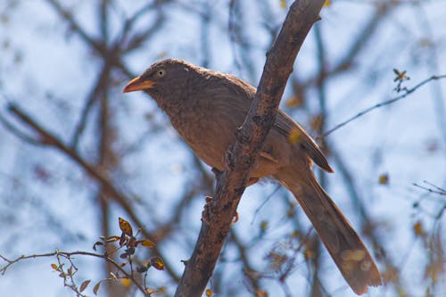 A Brown Bird on a Tree Branch