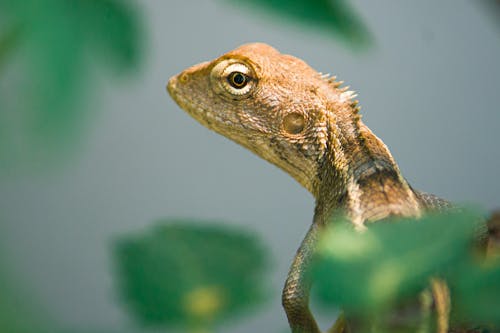 Free Brown and White Bearded Dragon Stock Photo