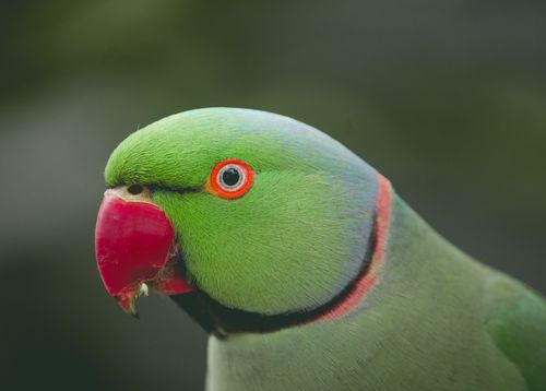 Free Detailed close-up of a vibrant green parrot in Kanpur, India. Stock Photo