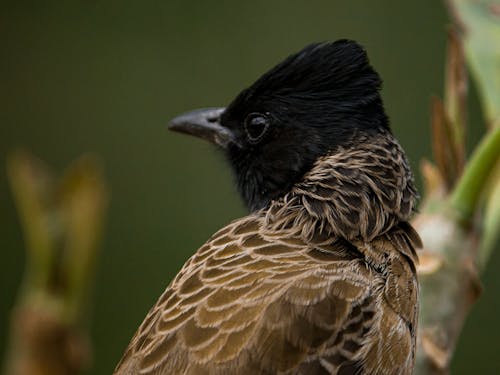 Free Brown and Black Bird in Tilt Shift Lens Stock Photo