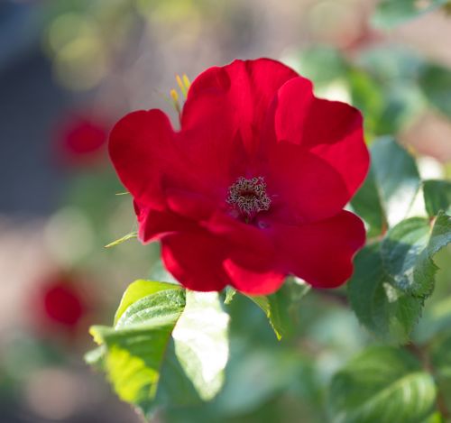 Free A striking red rose in full bloom, displaying vivid petals and lush green leaves. Stock Photo