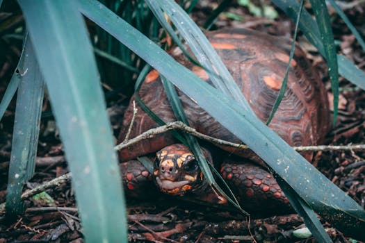 A detailed view of a tortoise partially hidden among leaves in Foz do Iguaçu, Brazil.