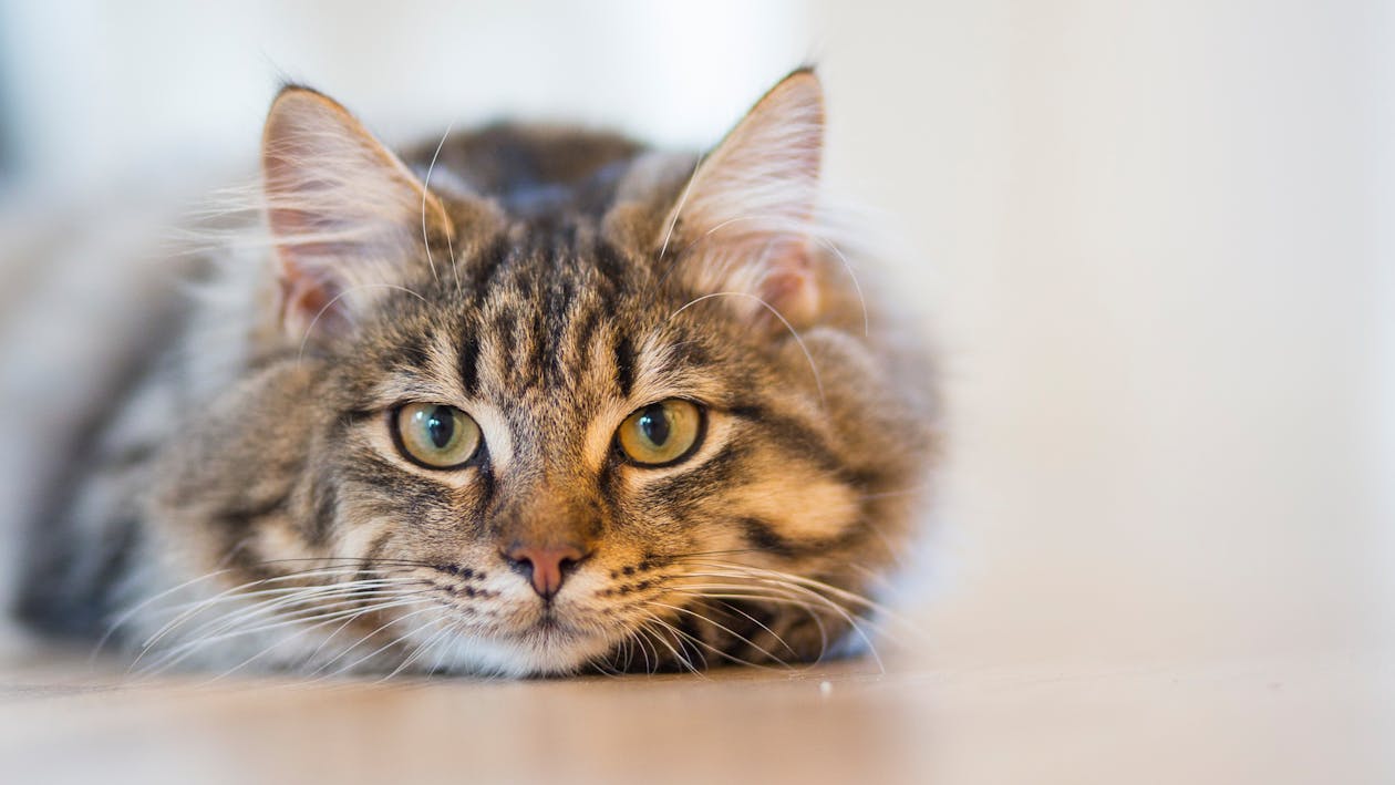 Free Silver Tabby Cat Lying on Brown Wooden Surface Stock Photo