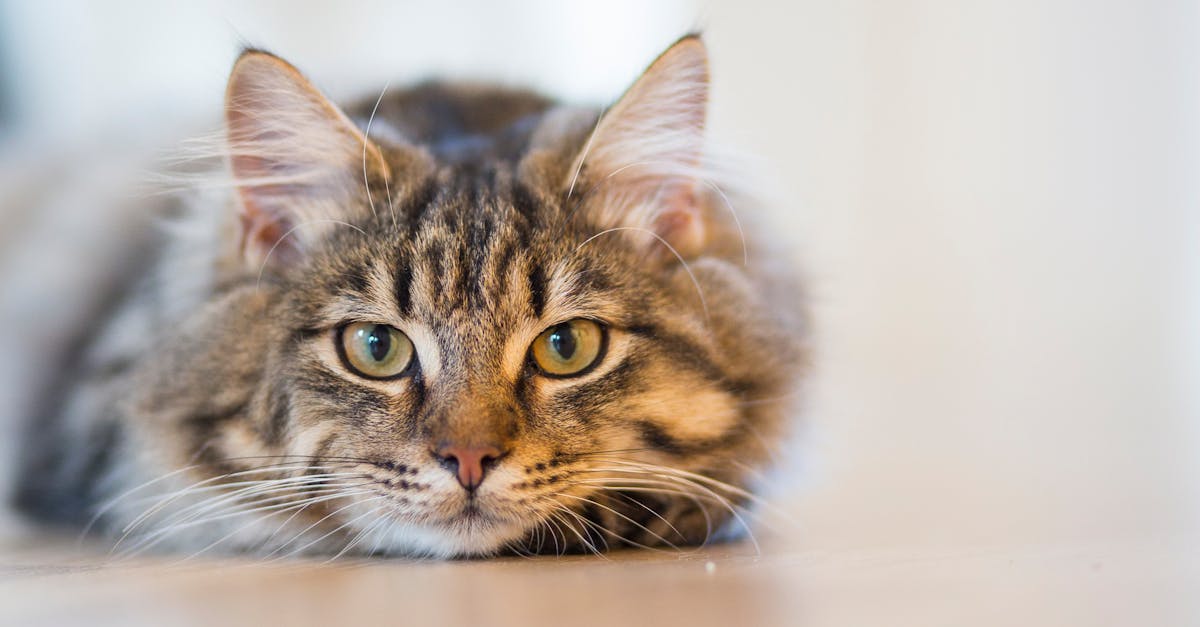 What cat breed causes the most allergies?