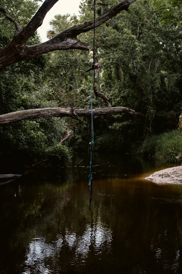 Tree And Line Over Pond In Forest