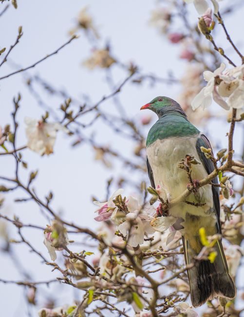 Kereru perched on a blooming tree with vibrant white flowers in New Zealand.