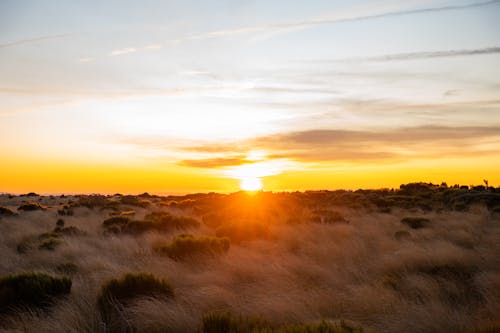 Free Sunrise over a Field Stock Photo