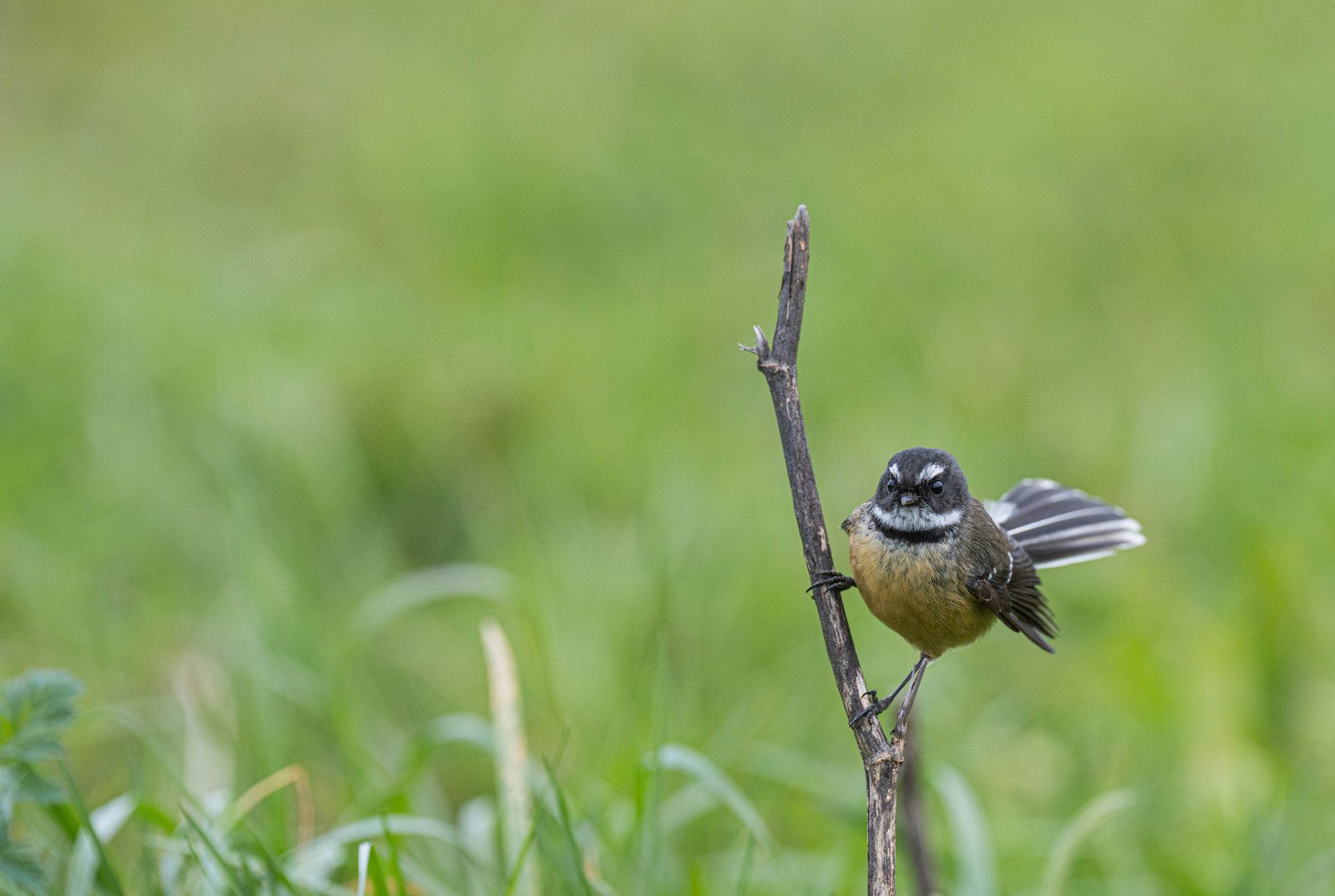 A New Zealand fantail perched on a branch amidst lush greenery, showcasing its distinctive fan-shaped tail.