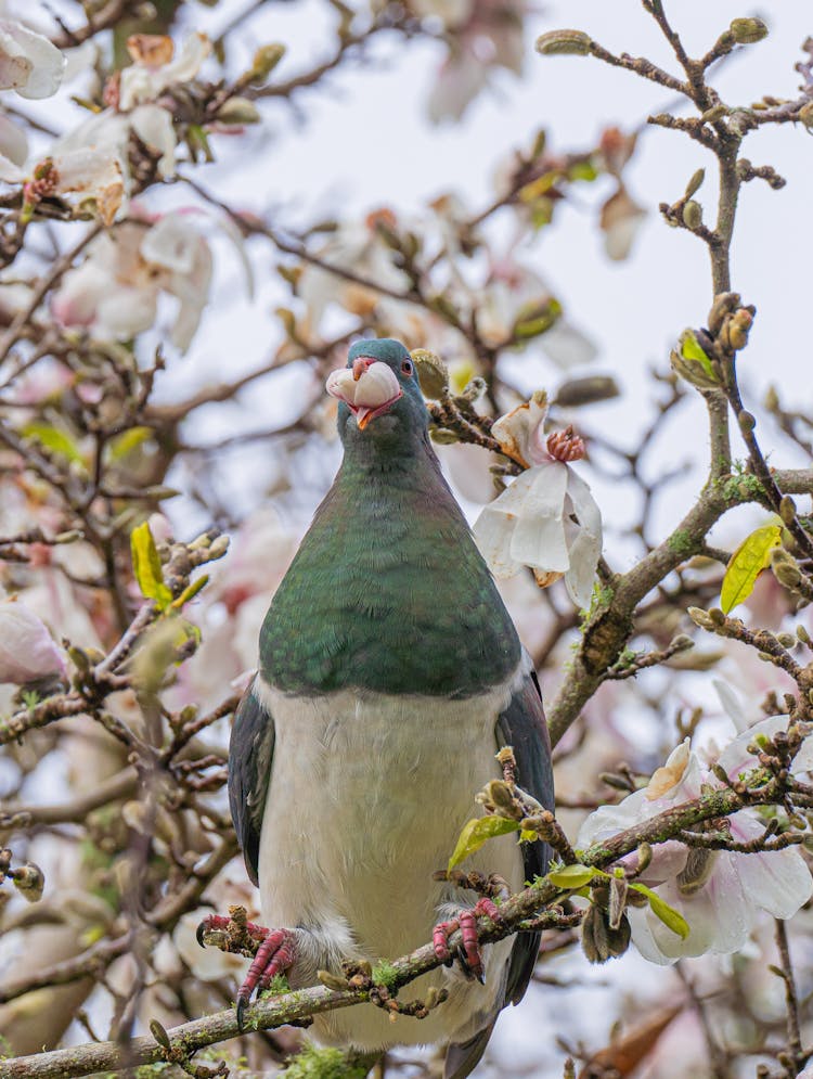 Close-Up Shot Of A New Zealand Pigeon Bird Perched On The Branch