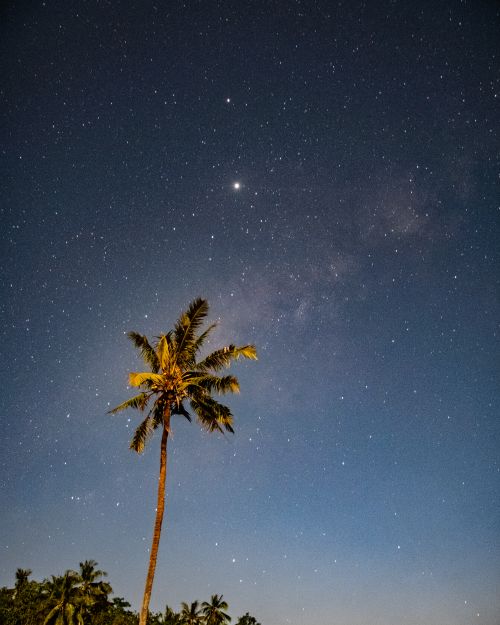 Free A lone coconut palm under a clear, star-filled night sky, capturing the tranquil tropical ambiance. Stock Photo