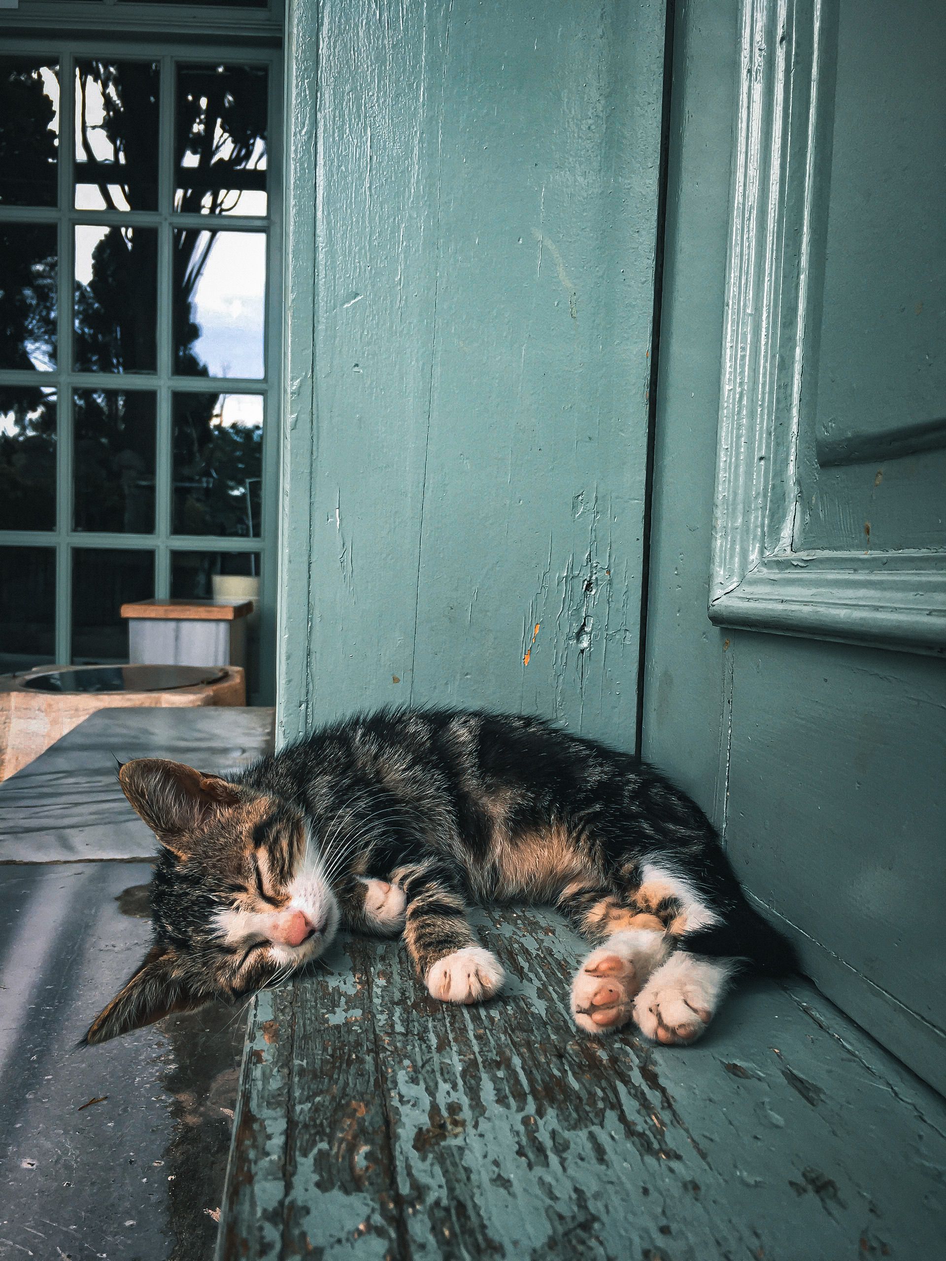 Close-Up Shot of a Tabby Cat Lying on Wooden Surface · Free Stock Photo