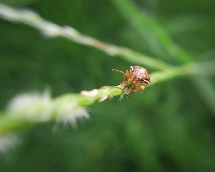 Insect Crawling On A Plant Stem